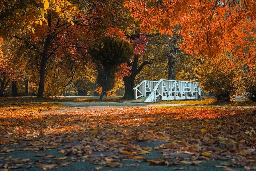 Kashmir In Autumn