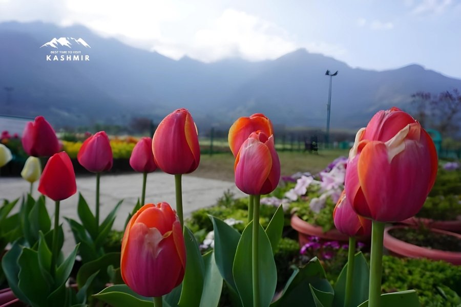 How to Reach Srinagar Tulip Garden 