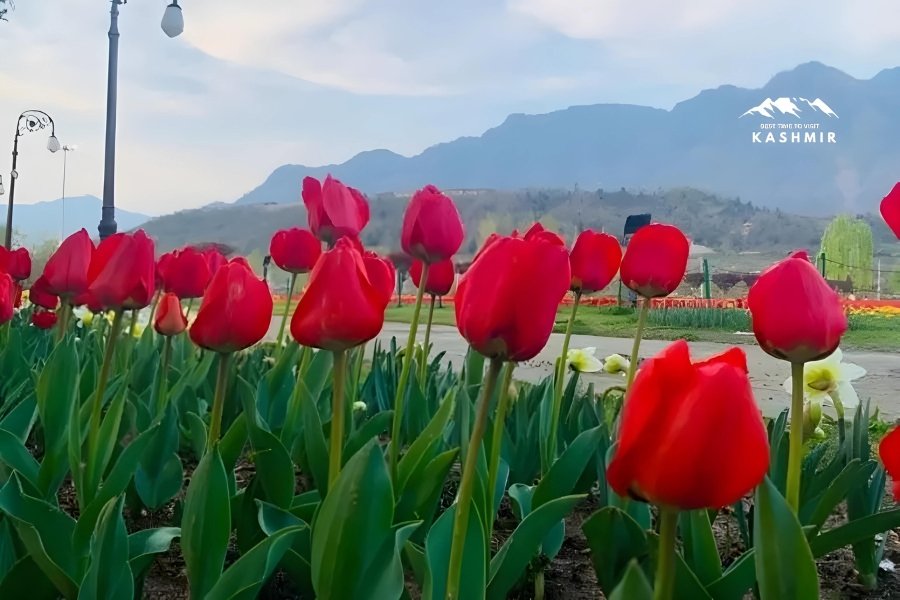 tulip festival in srinagar
