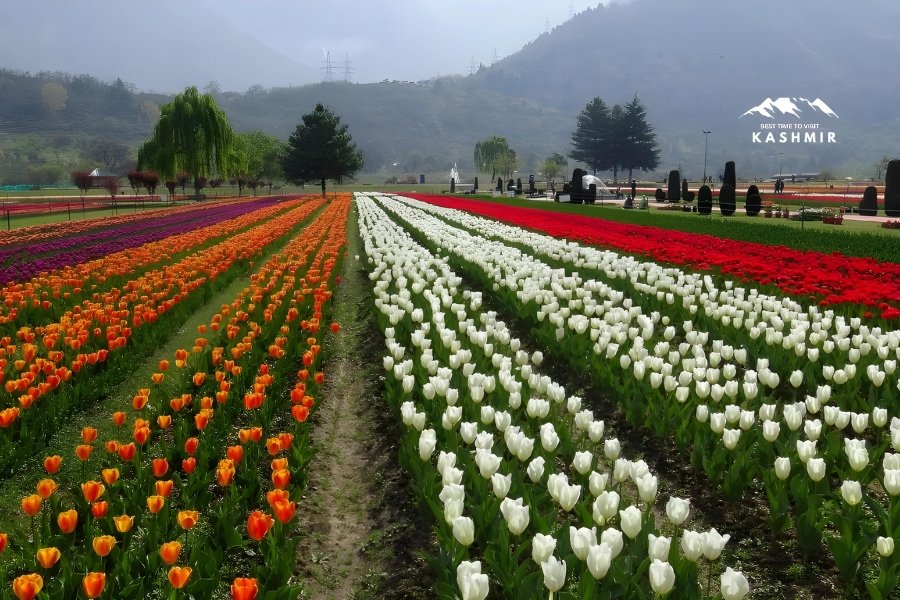 tulip garden in kashmir 