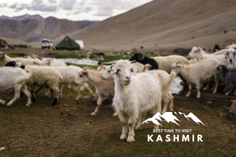 Discover the unique wildlife experiences during autumn in Kashmir