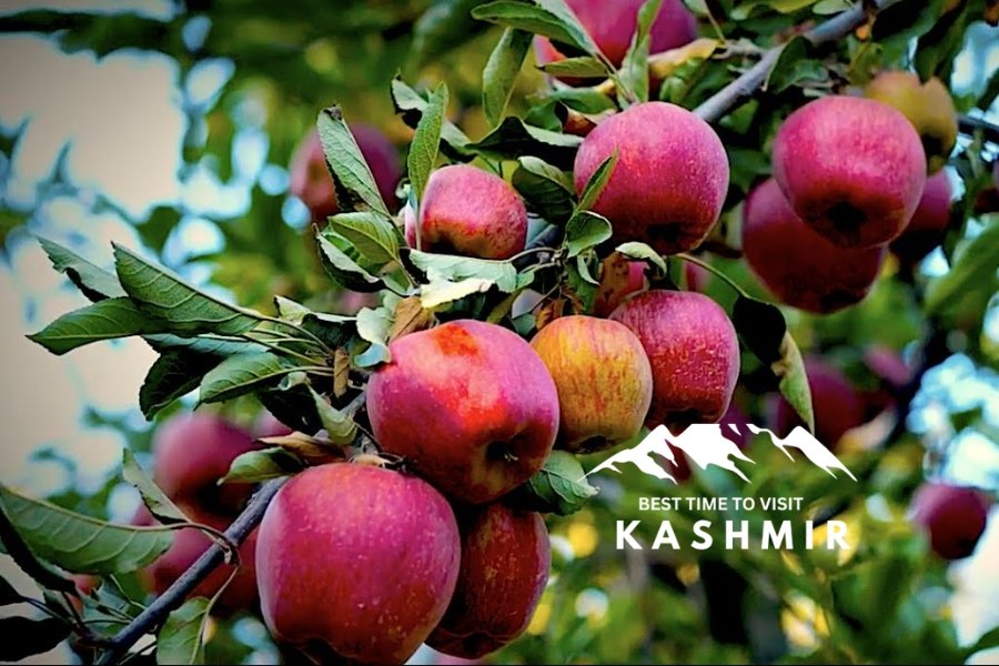 Kashmir's apple orchards 