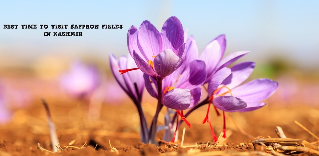 Best Time To Visit Saffron Fields In Kashmir