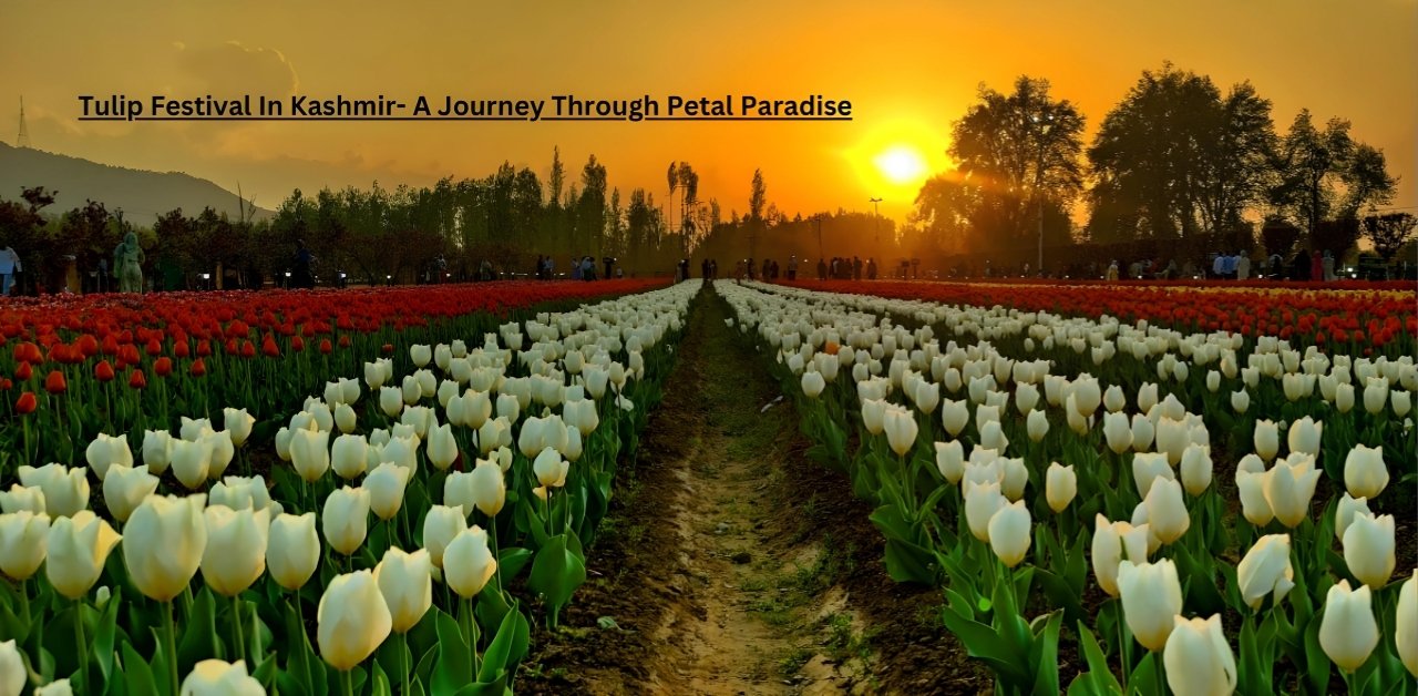 Tulip Festival In Kashmir- A Journey Through Petal Paradise (1)