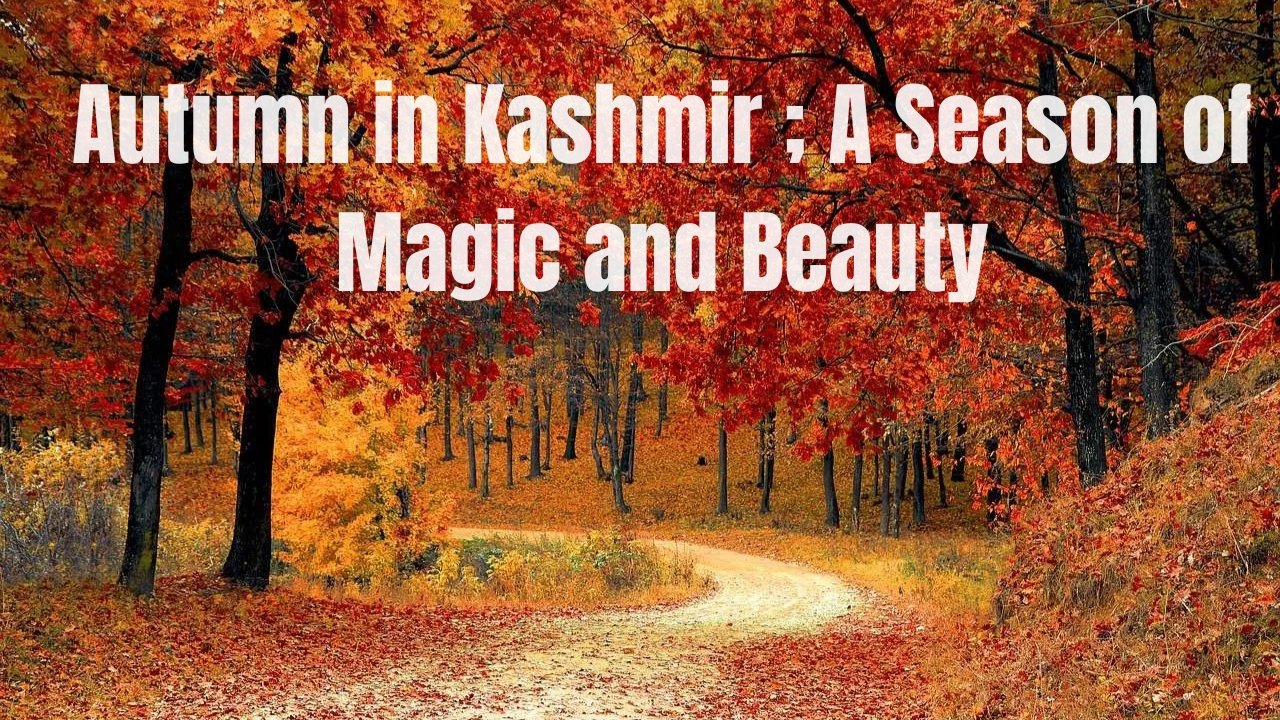 Autumn in Kashmir ; A Season of Magic and Beauty