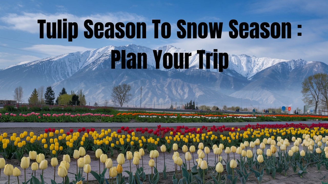 Tulip Season To Snow Season